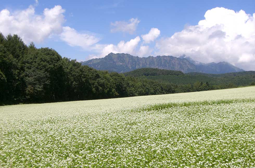 展望苑そばの花